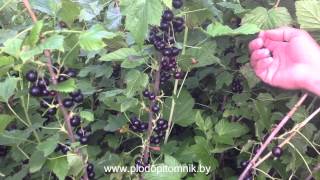 Смородина чёрная сорт Селеченская-2
