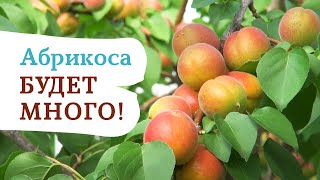 Раскрываем секрет стабильного и высокого урожая абрикоса!