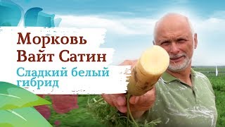 Морковь Вайт Сатин