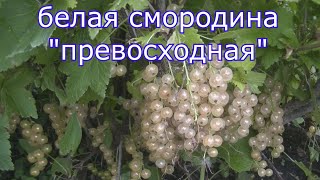 Белая смородина "Превосходная". Обзор и описание сорта. Садоводство.
