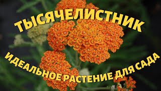 Тысячелистник - растение универсал!