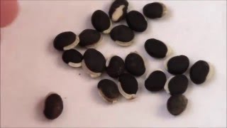 Долихос , декоративная фасоль, посадка на рассаду