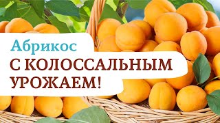 Абрикос Самарский. Рекордсмен по урожайности