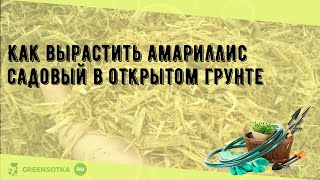 Как вырастить амариллис садовый в открытом грунте
