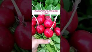 Как вырастить крупный редис? #огород #сад #дача #редиска #редис #лайфхаки #лайфхак #garden