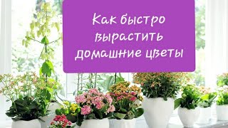 Как быстро вырастить домашние цветы?
