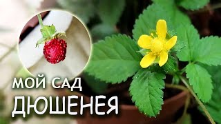 Земляника ложная ДЮШЕНЕЯ Лапчатка индийская