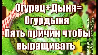 353_Огурец + Дыня = Огурдыня. Пять причин чтобы выращивать