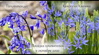 Как сажать луковичные Геоцинтоидес и Камассия Квамаш осенью? Часть 1