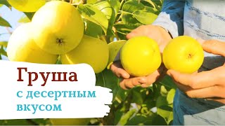 Груша с ароматом лимонада «Дюшес»!