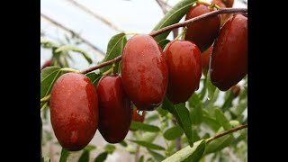 УНАБИ ЗИЗИФУС ЯГОДЫ. КАК ВЫРАЩИВАТЬ И КАКИЕ ЛУЧШЕ ВЫБРАТЬ