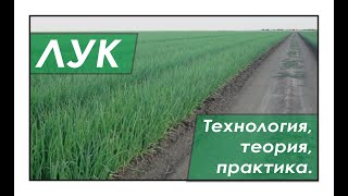 Технология выращивания лука