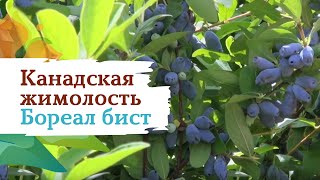 Канадская жимолость Бореал Бист