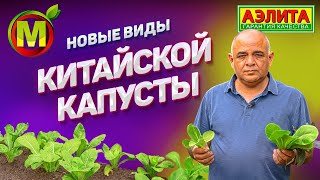 КИТАЙСКАЯ КАПУСТА для посадки и выращивания