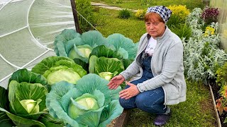 Выращивание капусты.  Удачный вариант.