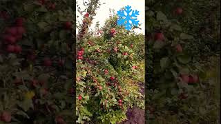 Яблоня Смугляночка #садыроссии #яблоки #shorts