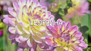 Георгина