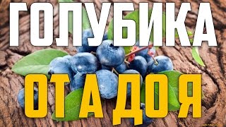 ГОЛУБИКА ОТ А ДО Я  Посадка, уход, сорта