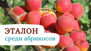 САРАТОВСКИЙ РУБИН - ВОЗМОЖНО ЛУЧШИЙ АБРИКОС ДЛЯ ВАС !