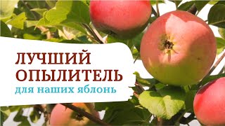 Яблоня «Анис свердловский». Лучший опылитель и мечта гурмана