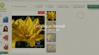 Гибриды лилий. Классификация