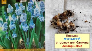 Мускари. Посадка в горшок для балкона. Декабрь 2022