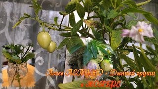 ПЕПИНО - ДЫННАЯ ГРУША  пришла пора сеять, мой метод и мои ошибки при выращивании