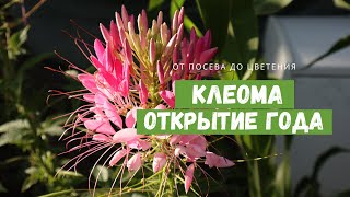 Растение, в которое я влюбилась / КЛЕОМА в моём саду / От посева до цветения и сбора семян