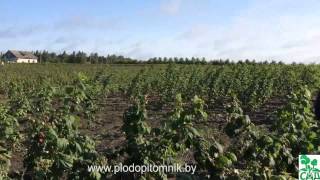 Малина и малина ремонтантная сорта Бриллиантовая, Полка, Рубиновое ожерелье и др.