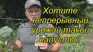 У нас капуста брокколи плодоносит постоянно! Попробуйте такое выращивание!!!