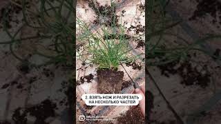 Ситник джункус. как из одного кустика сделать несколько