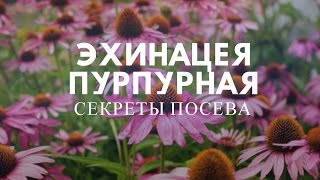Эхинацея пурпурная:секреты посева.