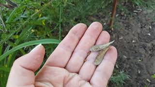 Ракитник после цветения . Cytisus .