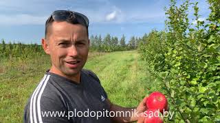 Яблоня сорт Рубин. Гигантские яблоки для серьёзных садоводов)