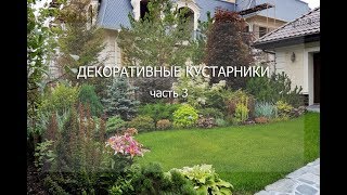 Вебинар "Декоративные кустарники. Часть 3"