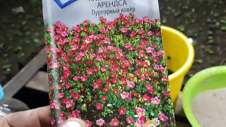 Обрезка и формирование куста