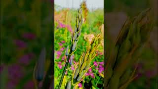 Камассия   Camassia