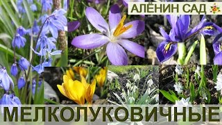 Самые первые цветы! / ВСЁ о мелколуковичных / Крокусы, мускари, сцилла, пушкиния, иридодиктиумы
