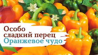 Сладкий перец Оранжевое чудо. Особо сладкий