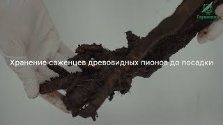 Как сохранить древовидный пион до посадки в грунт