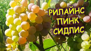 Виноград морозостойкий не укрывной до -30 сверх ранний бессемянный кишмиш Рилайнс пинк сидлис (РПС)