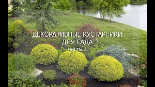 Вебинар "Декоративные кустарники. Часть 2"