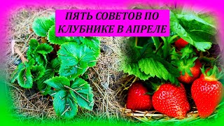 ПЯТЬ советов по КЛУБНИКЕ весной, для большого урожая ягод летом. Как выращивать клубнику.