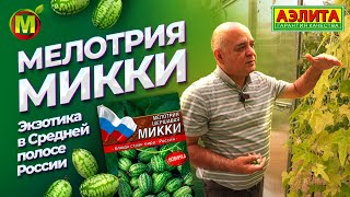 Мелотрия шершавая МИККИ. Как вырастить экзотику в Средней полосе России?