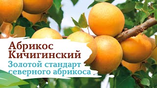 Абрикос Кичигинский - золотой стандарт северного абрикоса !