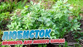 Любисток - пряность для любого блюда