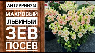 Антирринум махровый львиный зев посев