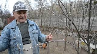 ИРГА -  посадка, уход и свойства ягод