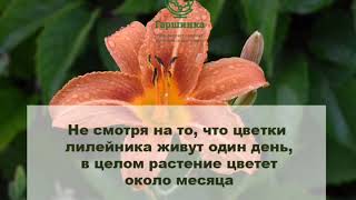 ЛИЛЕЙНИКИ СНОВА В ТРЕНДЕ!