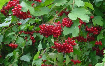 Лечебные свойства и применение калины